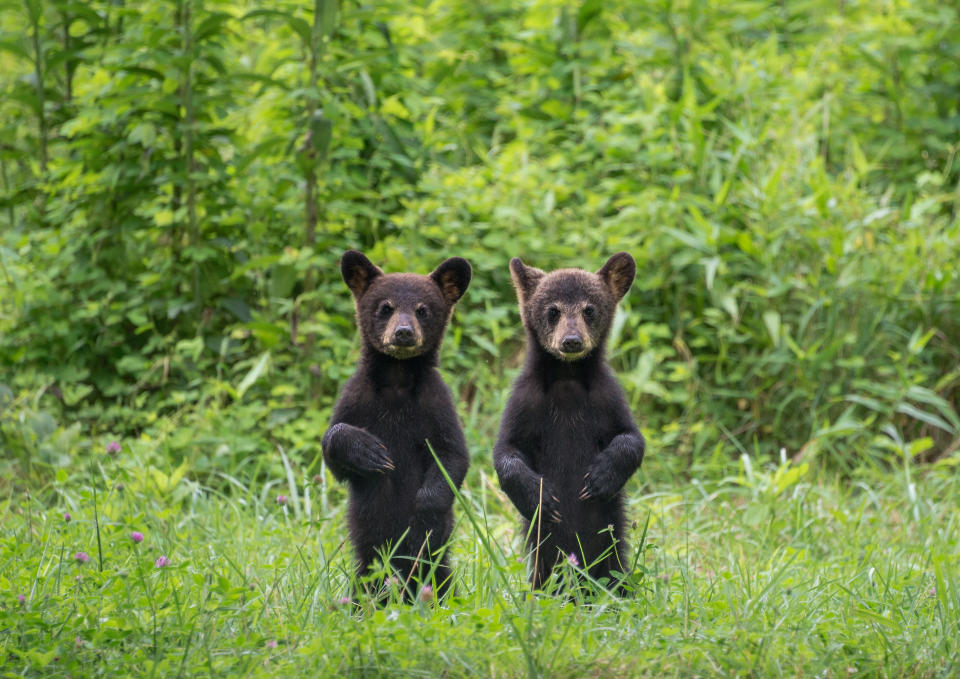 Two black bear cubs strike a pose for the camera in the Smoky Mountains.