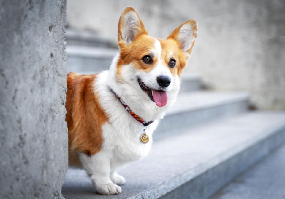 tan and white Corgi on steps