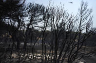 A helicopter flies over a burnt forest on Mount Parnitha, in northwestern Athens, Greece, Thursday, Aug. 24, 2023. A major wildfire burning on the northwestern fringes of the Greek capital has torched homes and is now threatening the heart of a national park of Parnitha, one of the last green areas near the Greek capital. (AP Photo/Thanassis Stavrakis)
