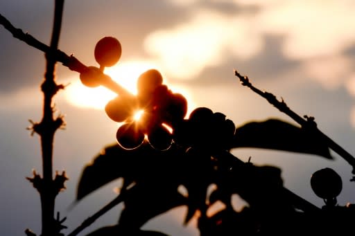 Coffee was introduced to the region by Islamic traders around the 18th century, but for most Torajans paying to drink it in a store was an alien idea