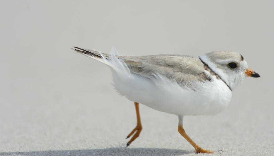 A piping plover parent scurries along the sand to keep up with its new chick feeding at Dowses Beach in Osterville, in 2021.