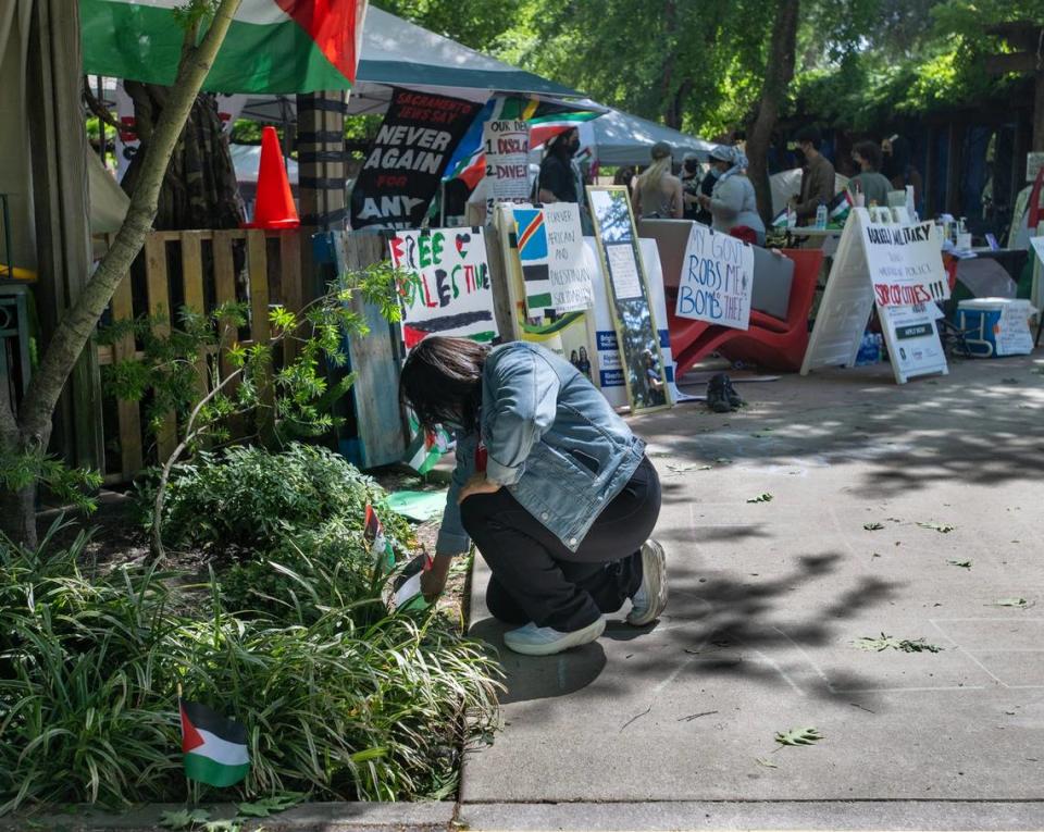 A pro-Palestinian activist places small Palestinian flags on Wednesday, May 1, 2024, amid plants near the area the demonstrators took over three days ago at Sacramento State to protest the war in Gaza. Protesters are asking the CSU to divest from investments in Israel. Jose Luis Villegas/jvillegas@sacbee.com