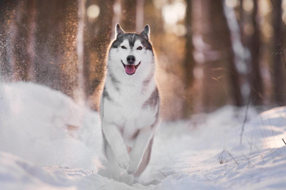 husky dog running through snow