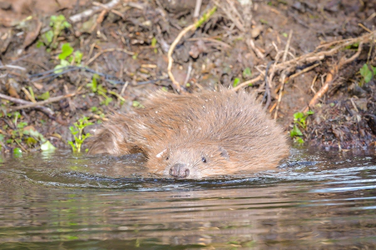 A beaver by the water’s edge (Ben Birchall/PA) (PA Archive)