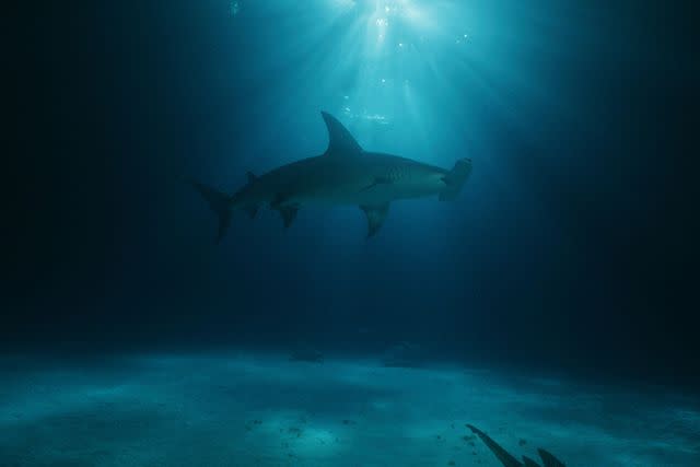 <p>Discovery Channel</p> A scene from Shark Week 2024's "Monster Hammerheads: Species X"