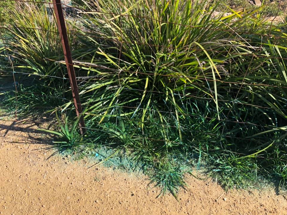 The blue substance on the ground around weeds at a Bayview park. Source: Facebook