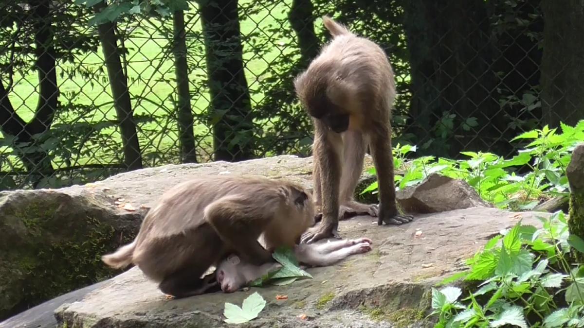 Zoo monkey eats her baby's corpse after carrying it around for days