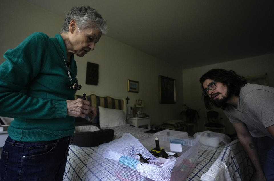 Catia Lattouf, a la izquierda, habla con Marcelo Brito sobre el colibrí pichón que encontró, en su apartamento, ahora una clínica improvisada, donde durante la última década ha cuidado a cientos de pequeños pájaros para que recuperen la salud en la Ciudad de México, el lunes 7 de agosto de 2023. (AP Foto/Fernando Llano)