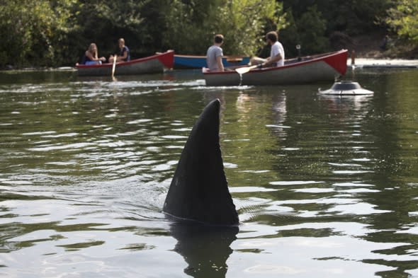 Great white shark in Finsbury Park for shark week