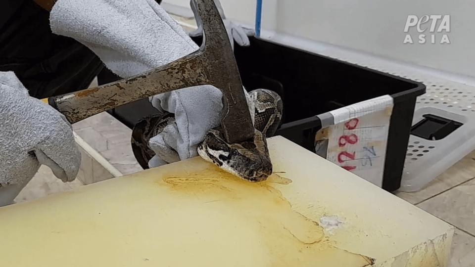 A worker at a Thai farm hits a python over the head with a hammer. Photo courtesy of PETA.