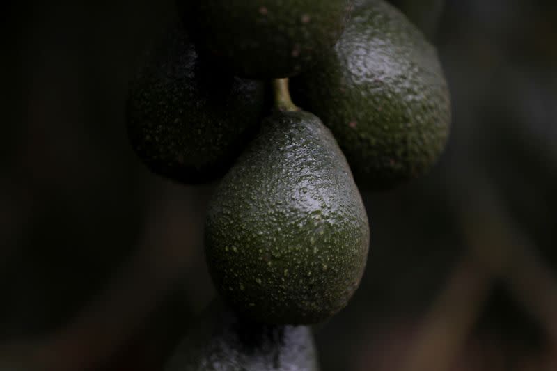 US suspends avocado inspections in Michoacan state on security concerns