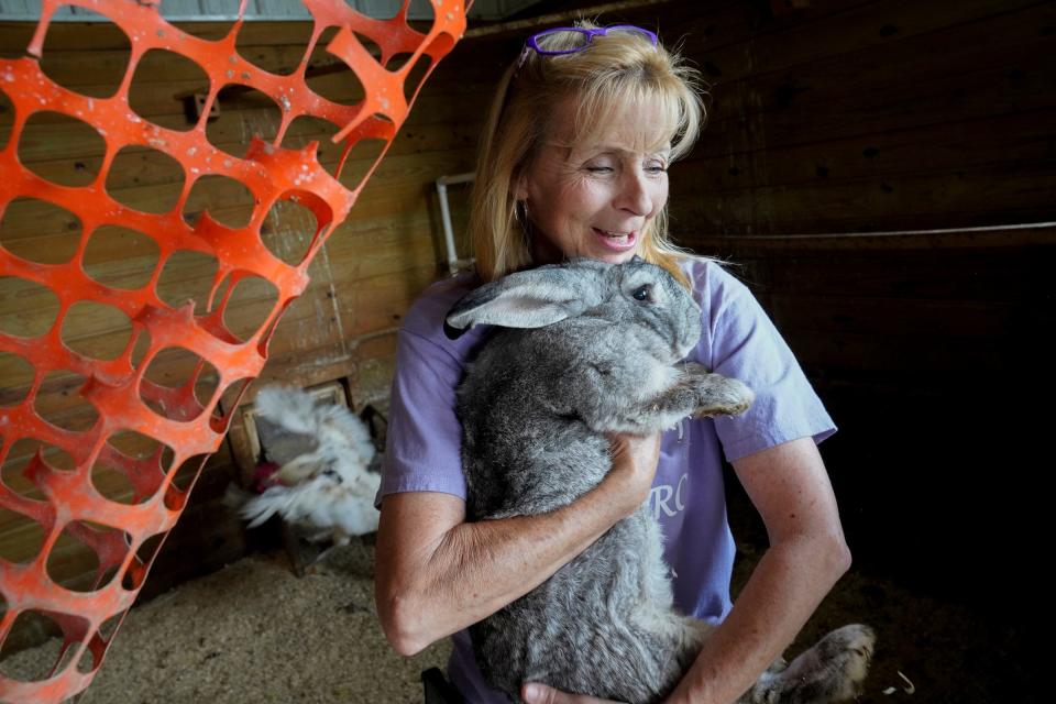 Keirstie Carducci, 65, of Ottawa Lake, carries Clover, her favorite Flemish giant bunny, back to his side of the yard after he escaped in her backyard in Ottawa Lake on Thursday, June 29, 2023. Carducci refers to Clover, who was found in the dumpster of a dollar store, as "one of the best pets she's ever had."