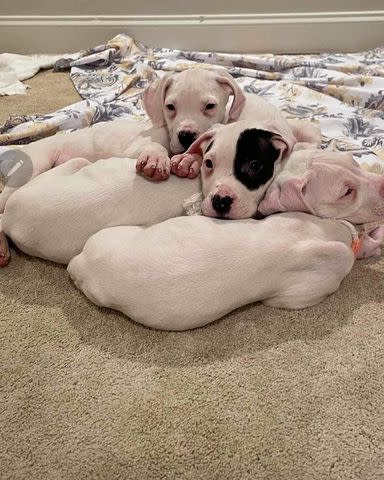 <p>DC Dogos Rescue</p> The four Dogo Argentino puppies enjoying time together under DC Dogos Rescue's care