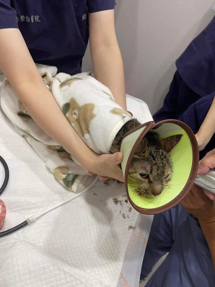 天王星大樓再度傳出好消息，虎斑貓「妹妹」被救出畫面曝光。（圖／翻攝自貓咪公社臉書）