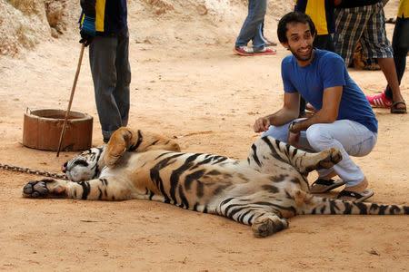 REFILE - CORRECTING TYPO A tourist poses next to a tiger before officials start moving tigers from Thailand's controversial Tiger Temple, a popular tourist destination which has come under fire in recent years over the welfare of its big cats in Kanchanaburi province, west of Bangkok, Thailand, May 30, 2016. REUTERS/Chaiwat Subprasom