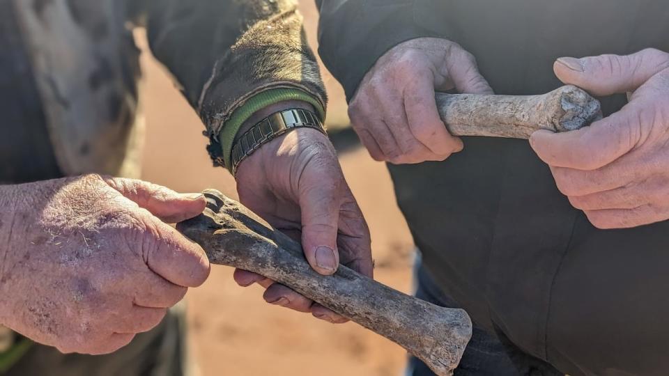 The bones have started to mineralize, or harden, on the process to becoming fossils. 