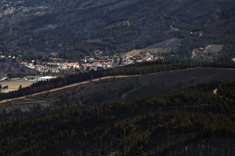 A partially charred forest after a wildfire in the Serra da Estrela national park, Portugal on Thursday, Aug. 18, 2022. Authorities in Portugal said Thursday they had brought under control a wildfire that for almost two weeks raced through pine forests in the Serra da Estrela national park, but officials warned a dangerous new heat wave is about to arrive. (AP Photo/Joao Henriques)