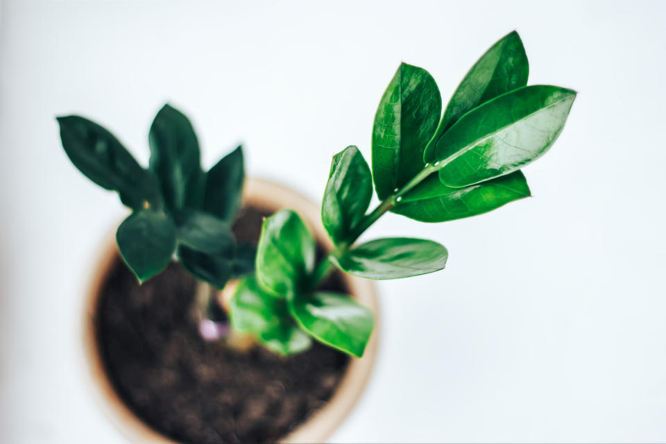 Zamioculcas. (Photo: iStock/Getty Images Plus)