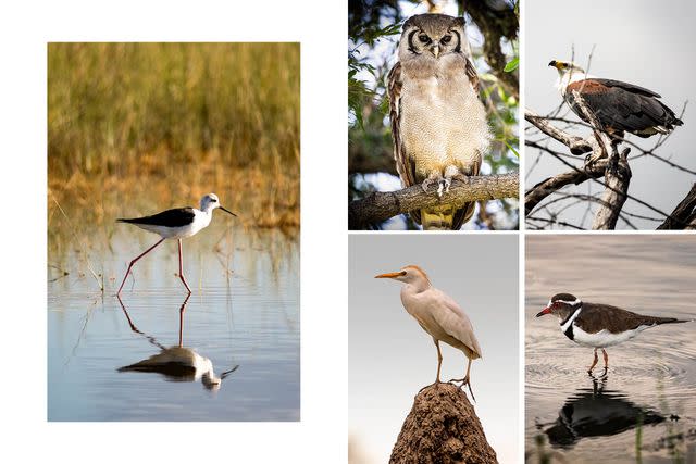 <p>Crookes&Jackson</p> Clockwise from left: The black-winged stilt uses its long beak to harvest insects and crustaceans under the water; giant eagle owls are a large species known to play dead when confronted by predators; African fish eagles have one of the most distinctive calls of any African bird; the three-banded plover inhabits wetland edges, where it forages for insects in the mud; cattle egrets perform an elaborate mating display with their ornamental wing plumes.