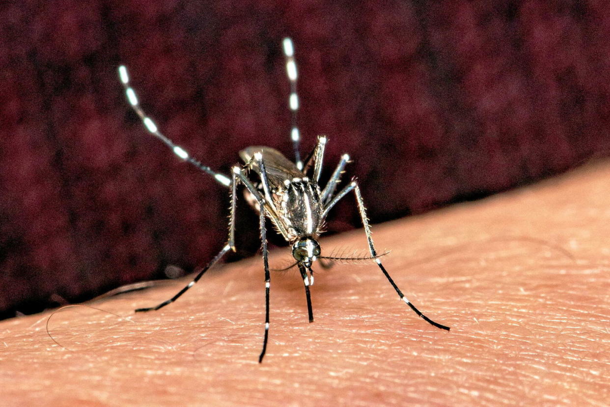 Les piqûres du moustique tigre peuvent transmettre la dengue.  - Credit:Geyres Christophe / Geyres Christophe/ABACA