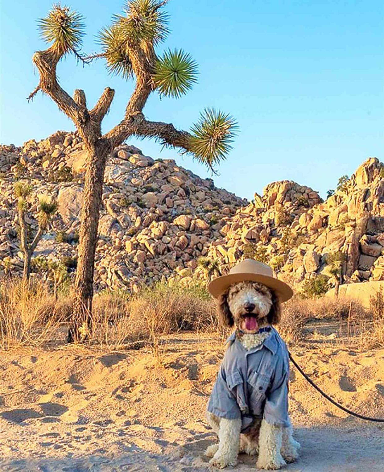 Bark ranger at the Joshua Tree National Park