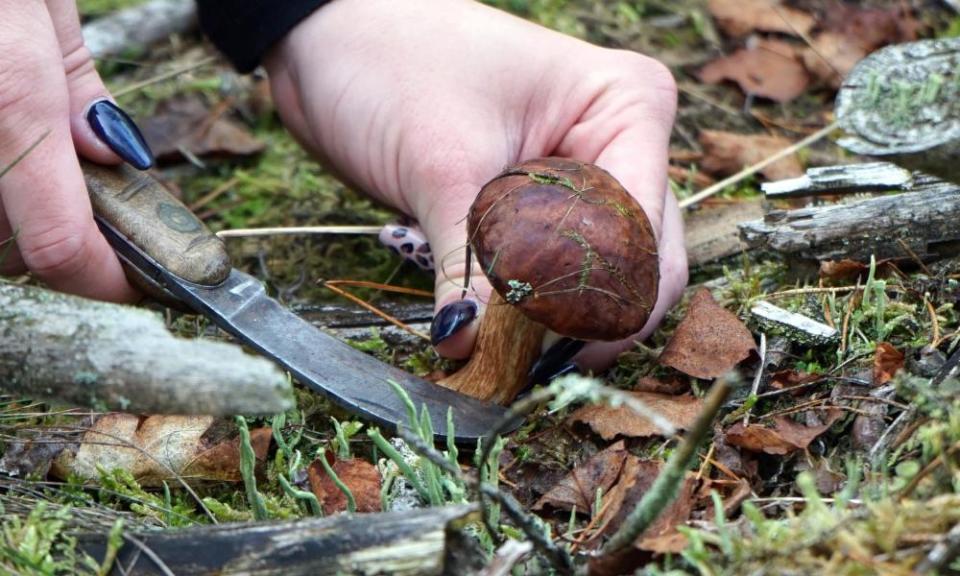 A woman picks funghi near Dobieszczyn in Poland