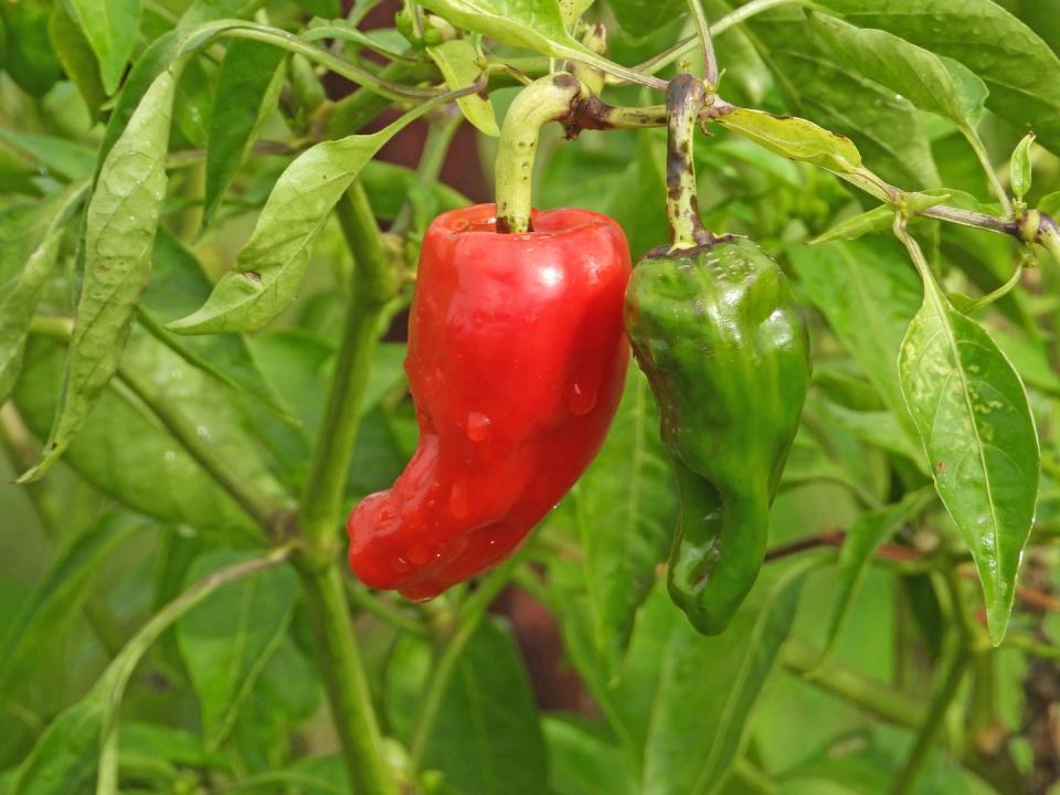 7) Peppers