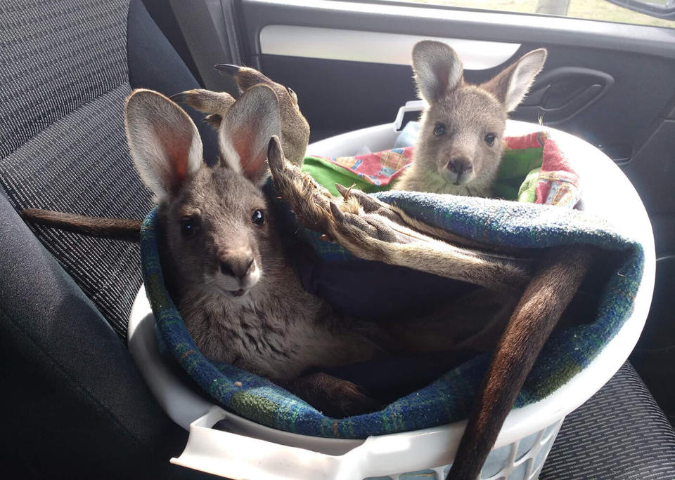 New joey friend Clancy (front) has been helping Mia adjust to life without her mother. Source: Amaroo Wildlife Shelter