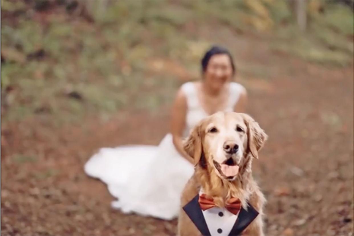 bride portrait with her dog in the foreground