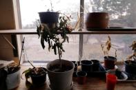 Dead flowers are seen inside of an abandoned house in La Mora