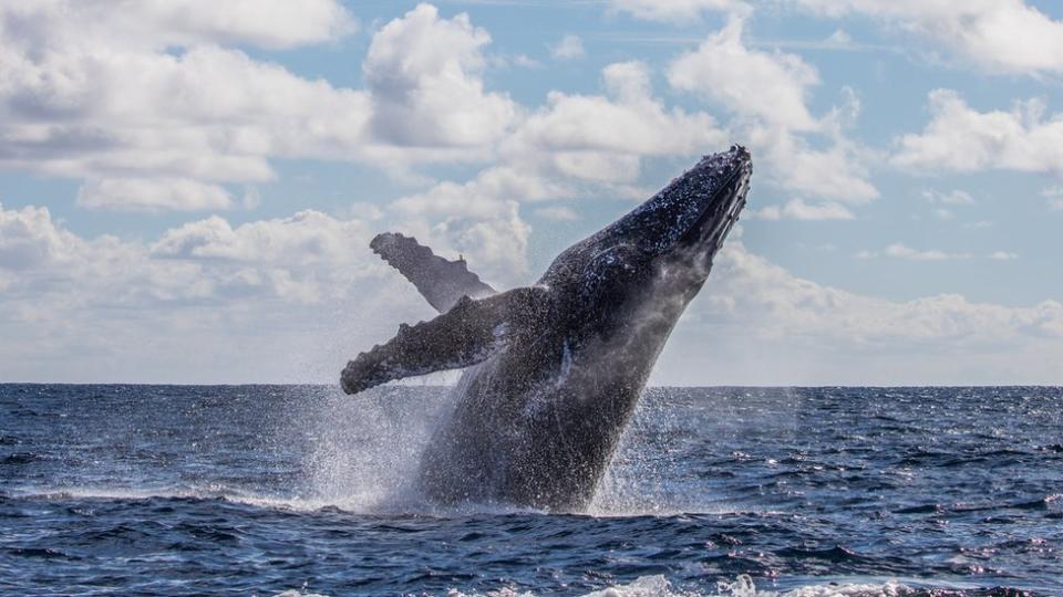 Ballena jorobada