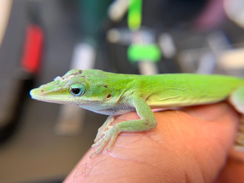 A native green anole lizard rests on a human thumb. (Photo by Jesse Borden)