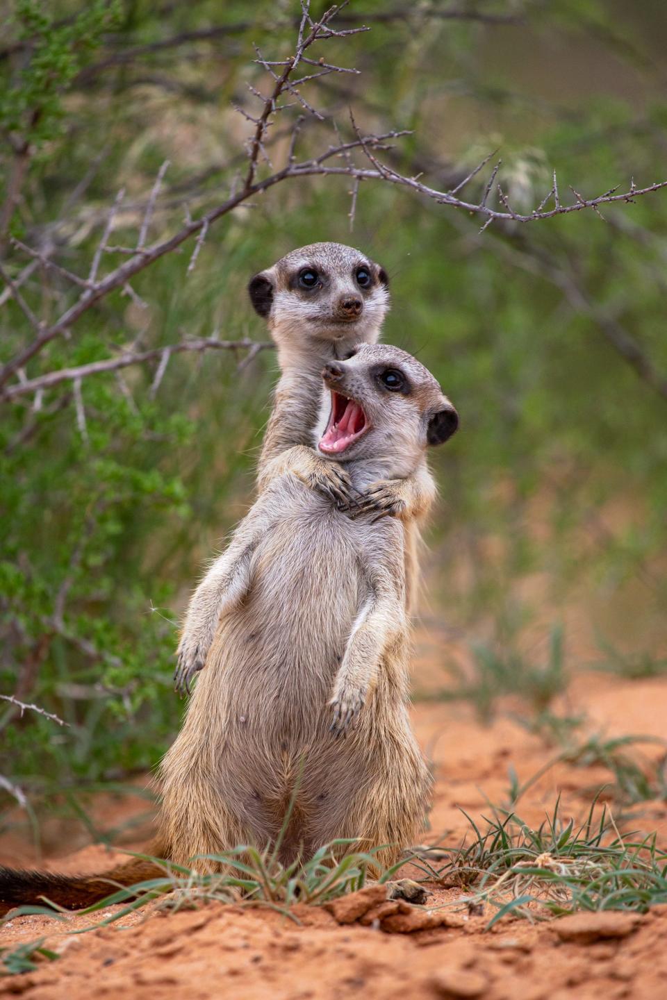 A meerkat wraps its hands around the neck of another meerkat