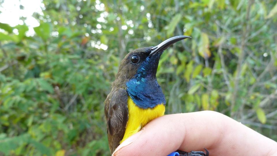 Eine der neuentdeckten Vogelarten. (Bild: dpa)