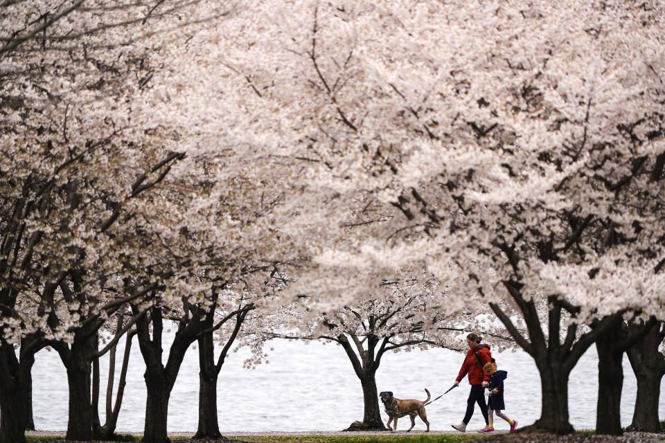 People walk their dog beneath blossoming cherry trees on an overcast spring afternoon on Thursday, March 28, 2024, at Fort McHenry in Baltimore. (AP Photo/Matt Rourke)