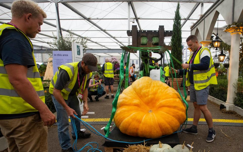 A giant pumpkin weighing over 800lbs is moved into position - Jamie Lorriman