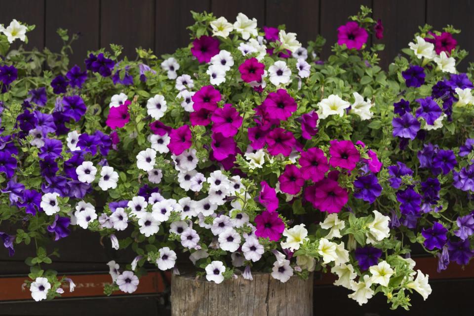 fall flowers for pots containers petunias