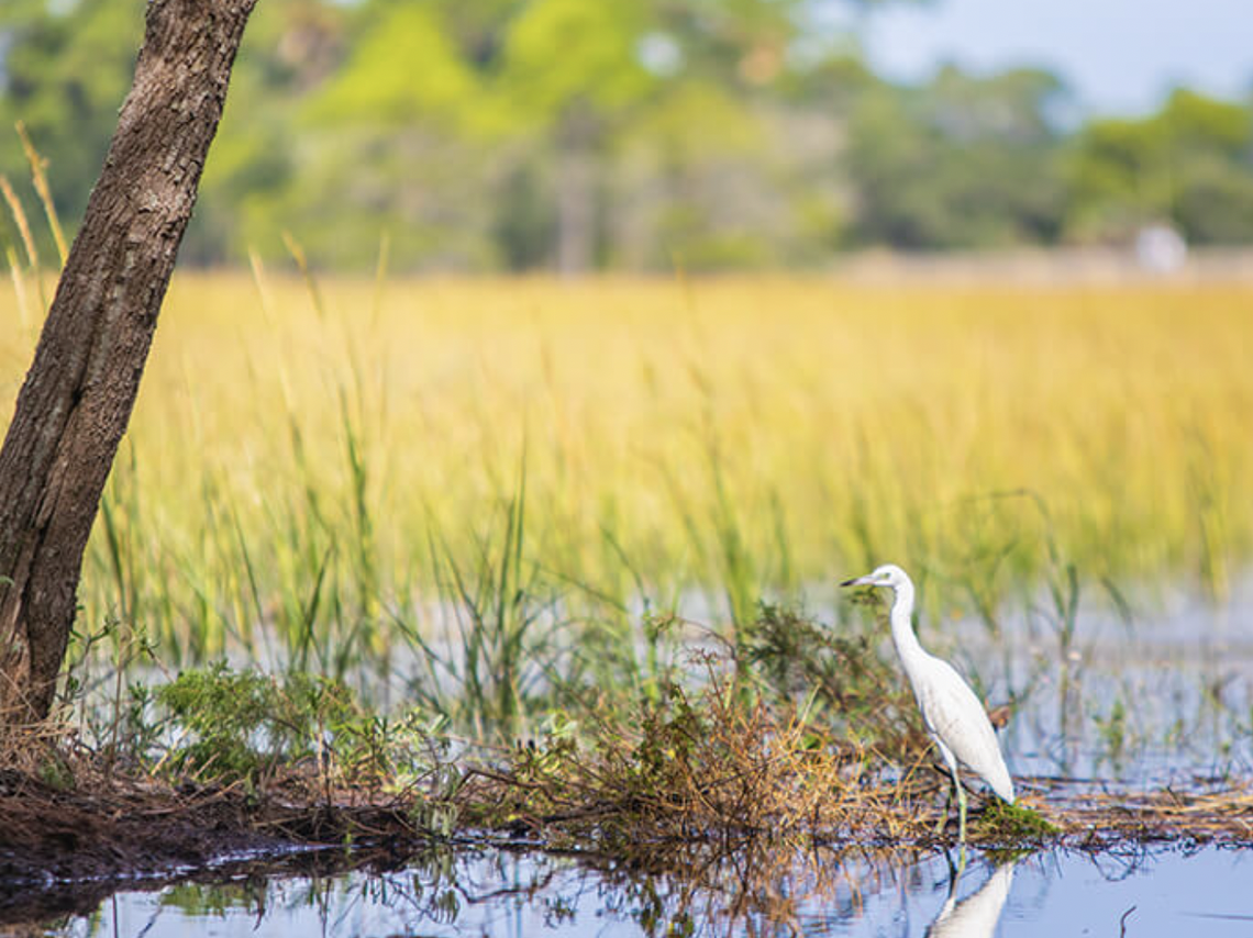 Twenty-five acres of undeveloped land is for sale on Kiawah Island.