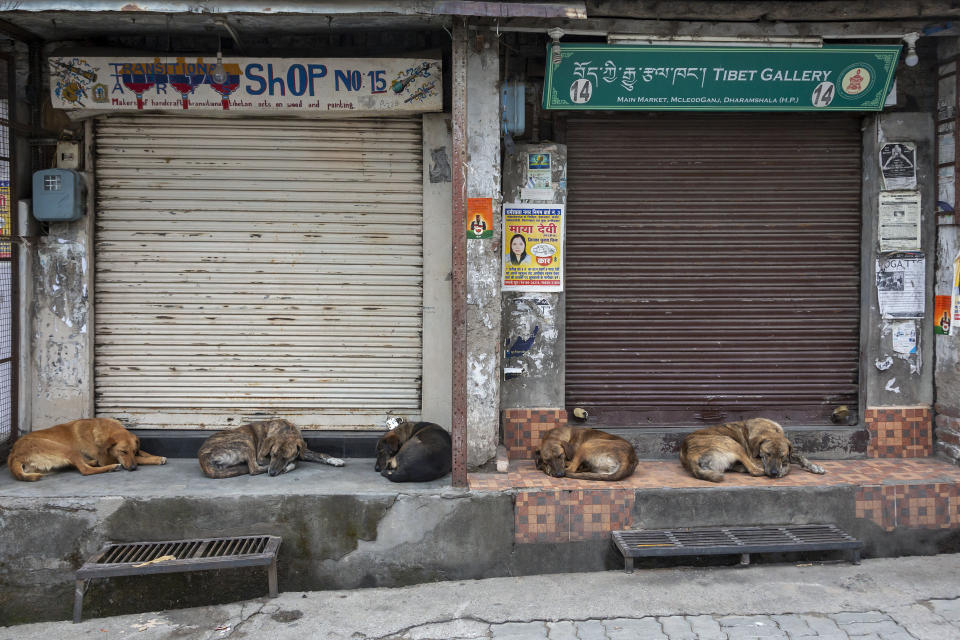 Street dogs sleep at a market as shops remain closed due to the COVID-19 pandemic in Dharmsala, India, Wednesday, May 5, 2021. India's government is facing calls for a strict lockdown to slow a devastating surge in coronavirus infections. (AP Photo/Ashwini Bhatia)