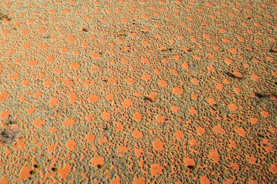 The fairy circles seen from the air. They form an additional source of water in this arid region, because the rainwater flows towards the grasses on the edge. (Stephan Getzin)