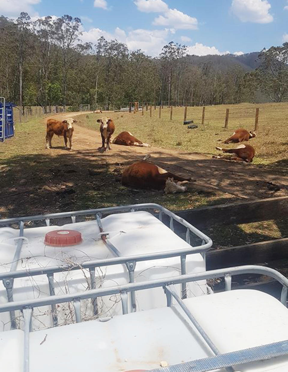 Dead and sick cattle found on a property with suspected Urea poisoning from the IBC tanks used to feed them.