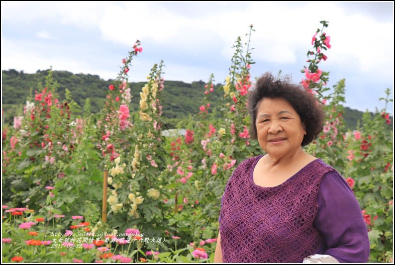 蜀葵(花蓮十六股大道)-2017-05-02.jpg