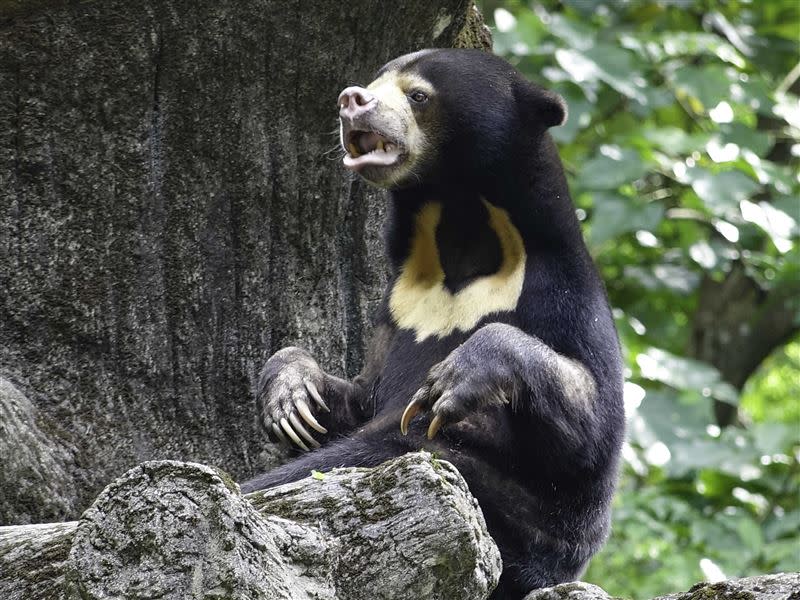  動物園現在從多樣食材跟環境改變下手。（圖／動物園提供）