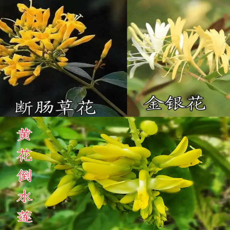 ▲「斷腸草」的花，外觀與金銀花、黃花倒水蓮相似。（圖／翻攝自星島日報）