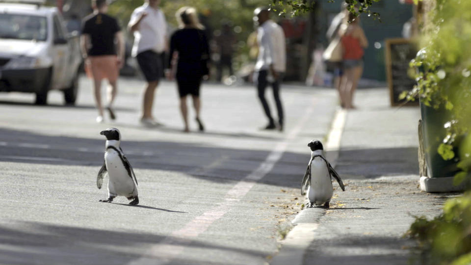 This image released by Netflix shows a scene from the eight-part series “Penguin Town,” debuting Wednesday. (Netflix via AP)