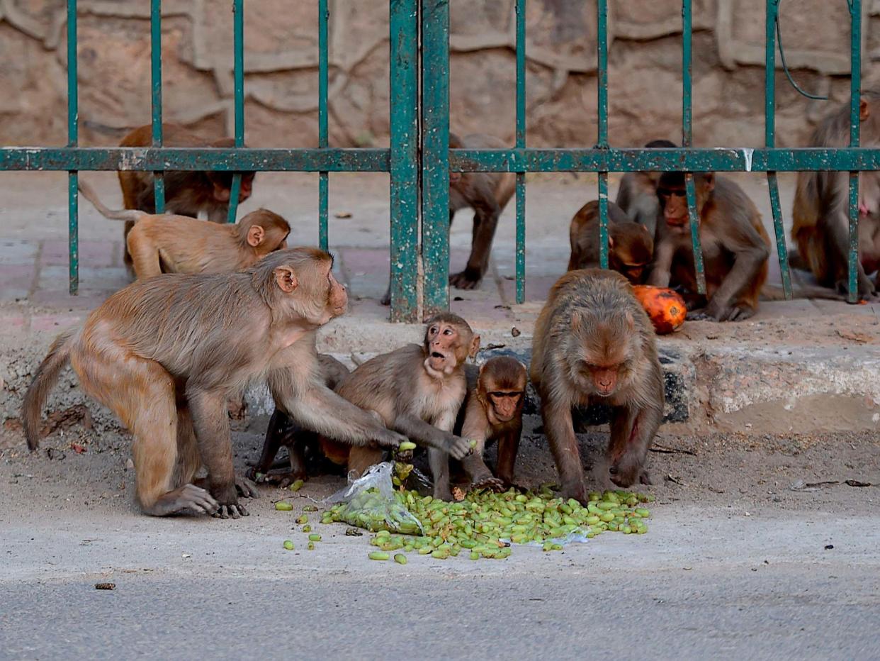 File image from 10 April 2020 of monkeys eating fruit on a street during a government-imposed nationwide lockdown as a preventive measure against the Covid-19 coronavirus in New Delhi, India: Money Sharma/AFP via Getty Images