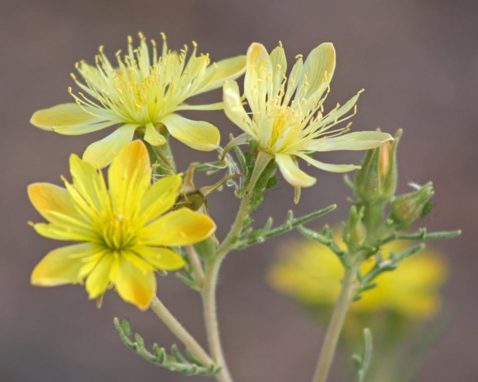 Wildflowers like Mentzelia multiflora Adonis blazingstar flourish at Petrified Forest National Park.