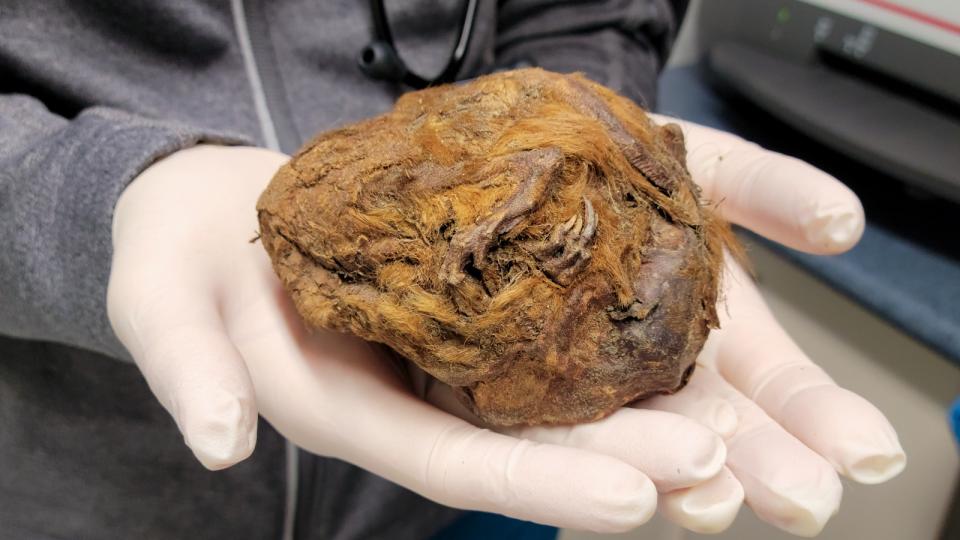 The ball of fur in a researcher's hands.