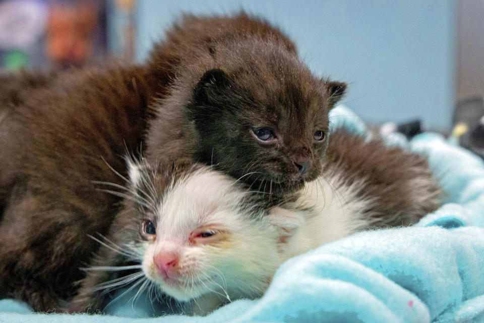 This May, 2019 photo from the San Diego Humane Society shows two five kittens that had that stowed away on a 400-mile trip to San Diego being cared for at the organization's San Diego office. The group says the kittens somehow wound up inside a 60-foot steel column that was trucked from Hayward in the San Francisco Bay Area to San Diego. On April 24, 2019, construction workers building new Kaiser Permanente medical offices heard meows coming from the column. They tilted the column and the week-old kittens slid out. The kittens are now in foster care and will be ready for adoption in another couple of months. (San Diego Humane Society via AP)