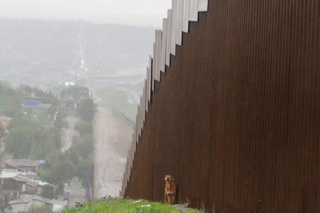 A dog barks while standing next to the border fence between Mexico and the U.S., in Tijuana, Mexico February 14, 2019. REUTERS/Jorge Duenes